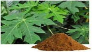 Carica Papaya Leaf Extract