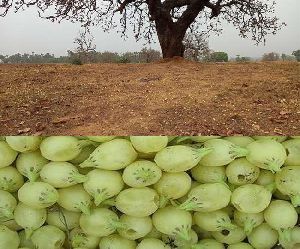 madhuca longifolia or MAHUVA PHOOL