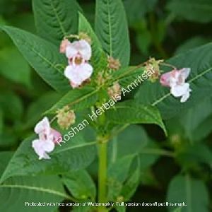 Roshan Herbals Gurmar Buti Powder
