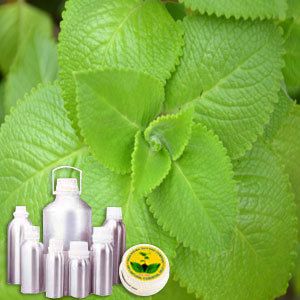 Ajwain Therapeutic Grade Oil