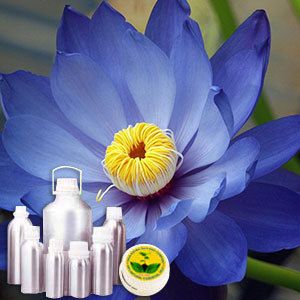 Blue Lotus Absolute Oil