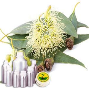 Eucalyptus Oil