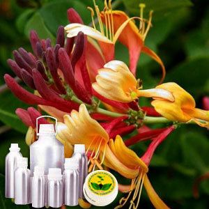 Honeysuckle Absolute Oil