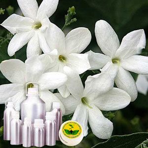 Jasmine Auriculatum Absolute Oil