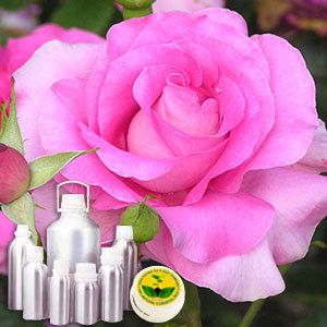 Rose Absolute Oil