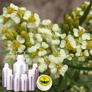 Tagette Absolute Oil