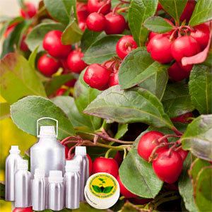 Wintergreen Oil