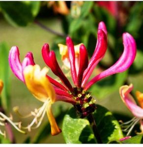 Honeysuckle Absolute Oil