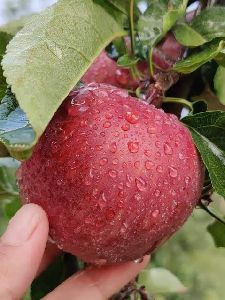 Apple Fruit