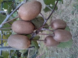 Kiwi Fruit