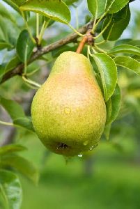 Pear (Nashpaatee)