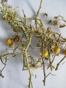 Kantakari Herb