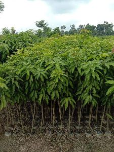 Amrapali Mango Plant