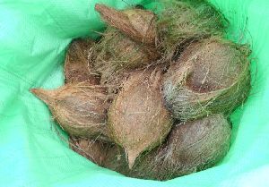 Fresh dehusked coconut