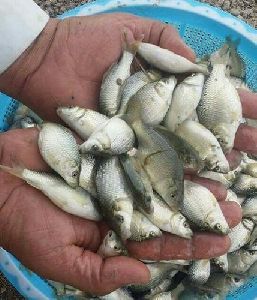 Common Carp Fish Seeds