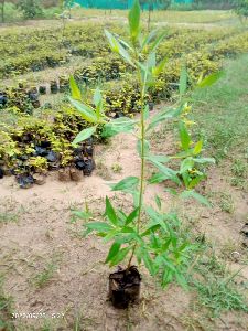 Conocarpus Plant