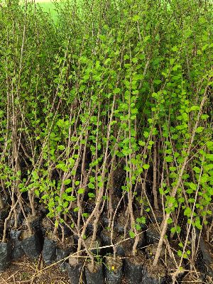 Sheesham Plant
