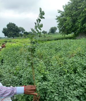 Sheesham Plant