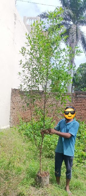 Conocarpus Plant