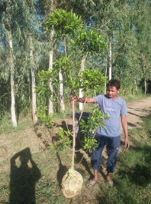 Conocarpus Plant