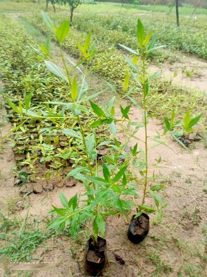 Conocarpus Plant