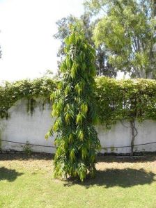 Ashoka Plant