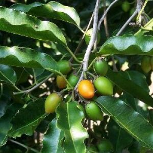 Bakul Plant