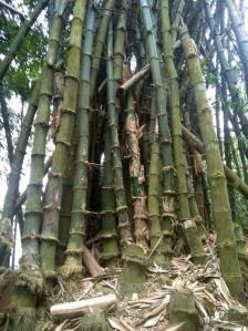 Bambusa Balcooa Plant
