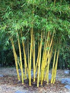 Bambusa Nutans Plant