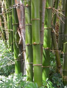 Bambusa Vulgaris Plant