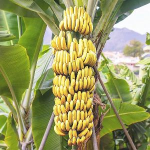 Banana G9 Plant