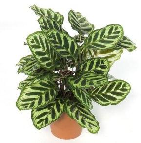 Calathea Plant