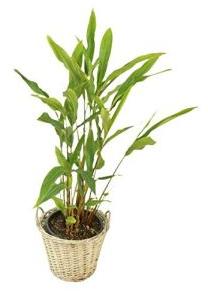 Cardamom Plant