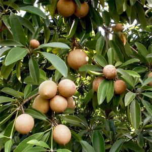 Chikoo Plant