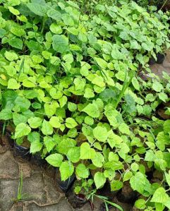 Chinese Teak Plant
