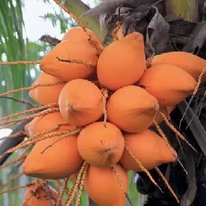 Coconut Hybrid Malayan Orange Dwarf Plant