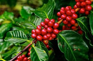 Coffee Plant