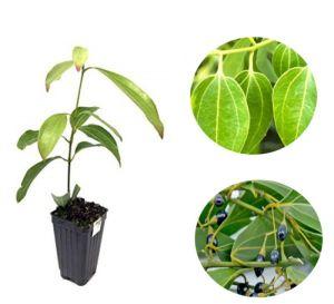 Dalchini Plant