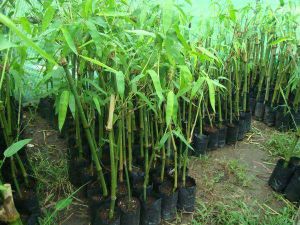 Dolu Bamboo Plant