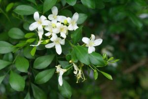 Kamini Plant