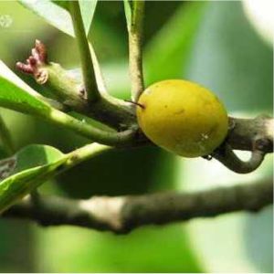 Khirni Plant