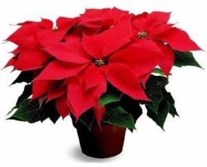 Poinsettia Plant