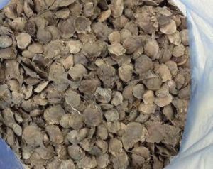 Red Sandalwood Seeds