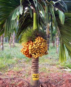Sumangala Arecanut Plant