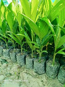 Areca Nut Plant