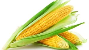 Yellow Maize