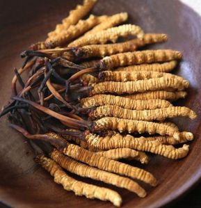 Cordyceps Sinensis