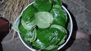 Bengal Betel Leaves