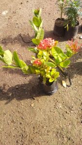 Rongon Flower Plant