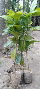 coffee plant